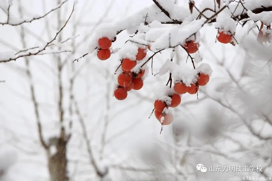 山東力明科技職業(yè)學(xué)院